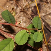 Indigofera nummulariifolia (L.) Livera ex Alston